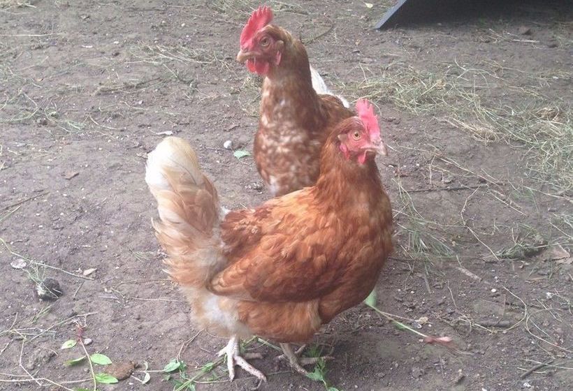 فندق Castle Farmhouse B & B