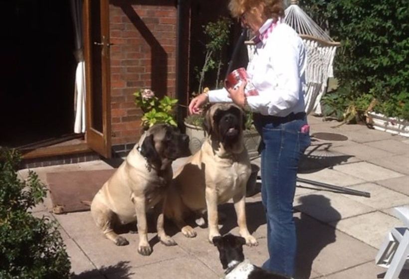 فندق Castle Farmhouse B & B