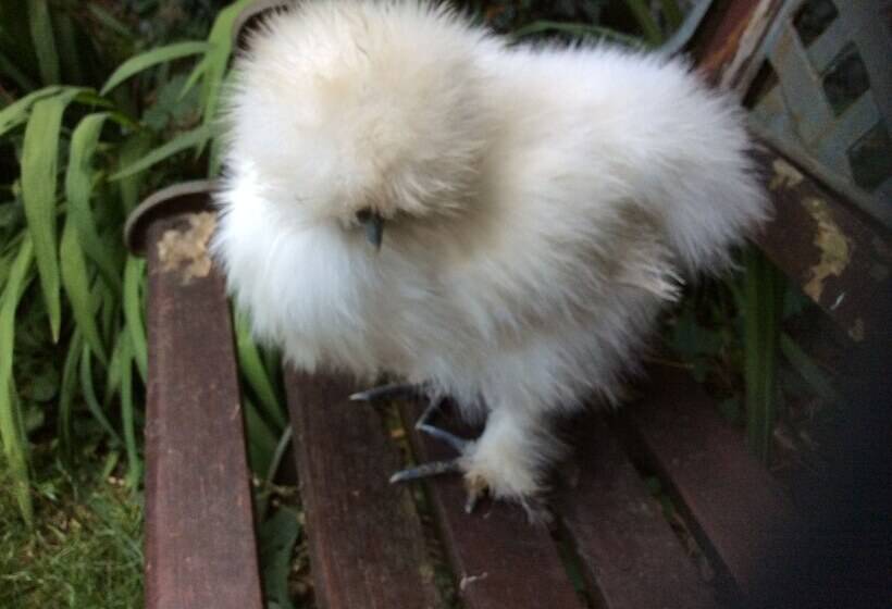 Отель Avonpark House