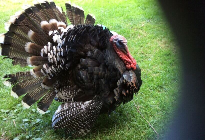 Отель Avonpark House