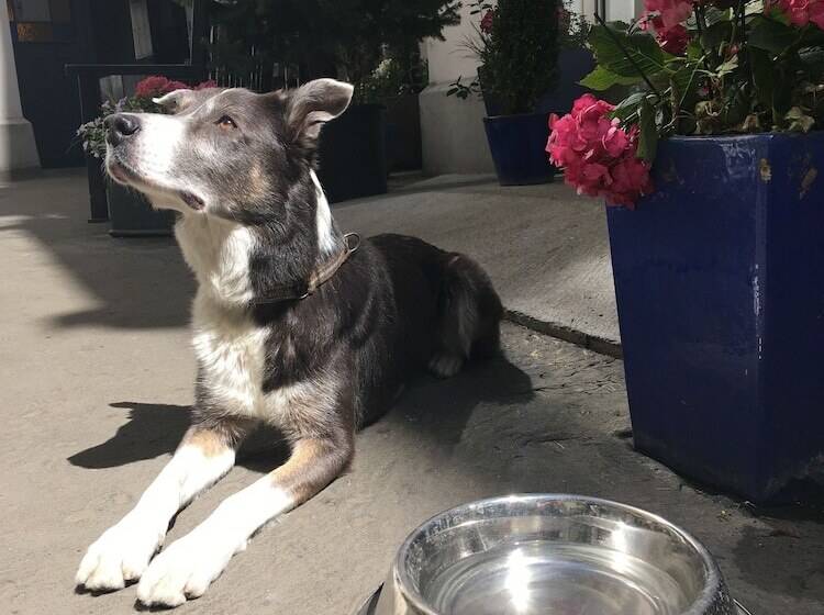 Antique Apartments Old Town