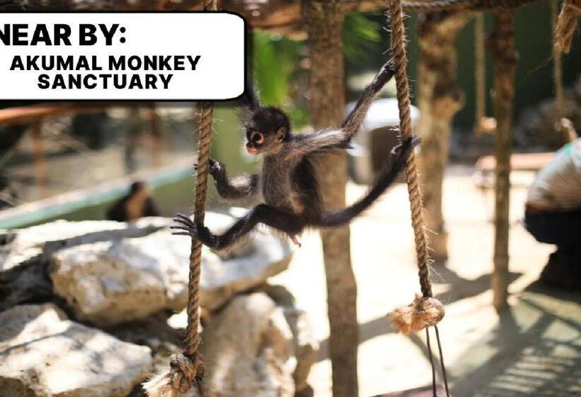 تختخواب و صبحانه Camp Akumal   Hosted Family Bungalows