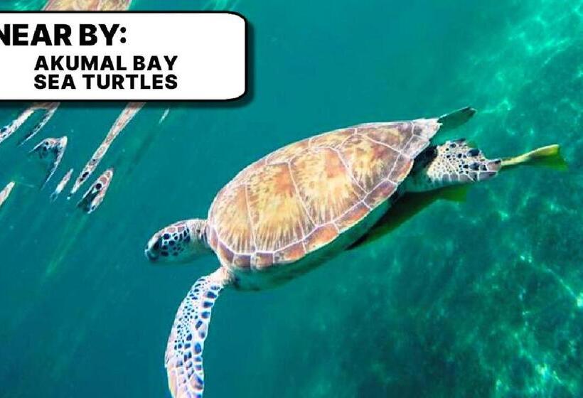 تختخواب و صبحانه Camp Akumal   Hosted Family Bungalows