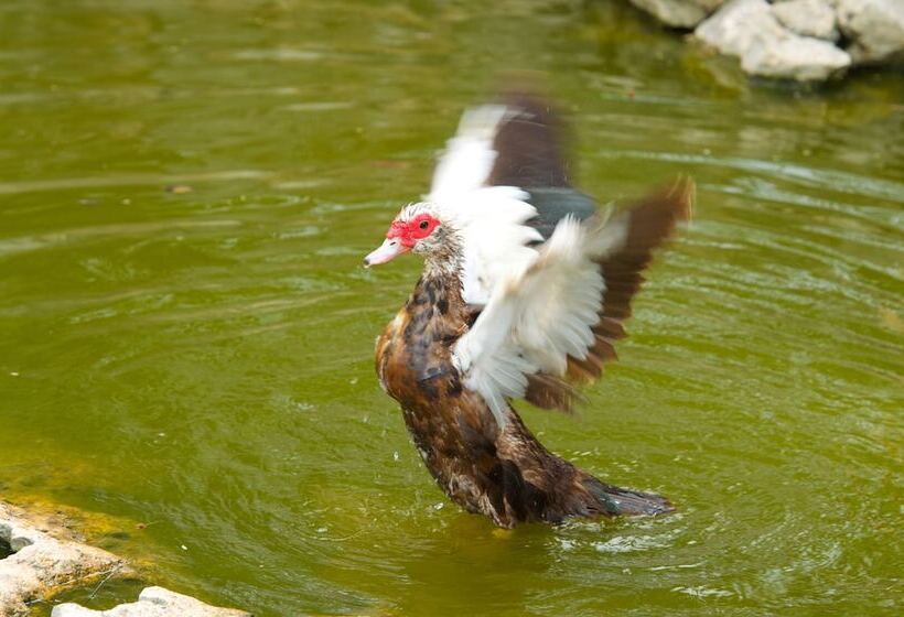 تختخواب و صبحانه Camp Akumal   Hosted Family Bungalows