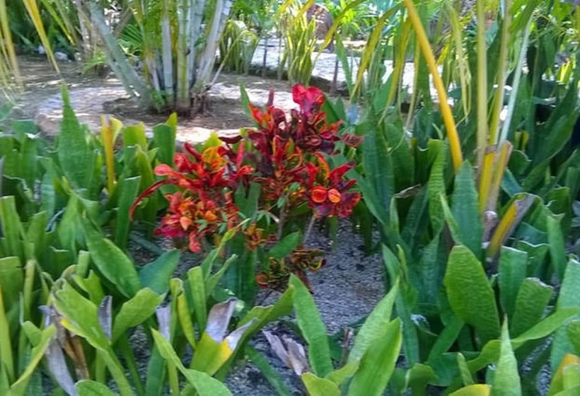 تختخواب و صبحانه Camp Akumal   Hosted Family Bungalows