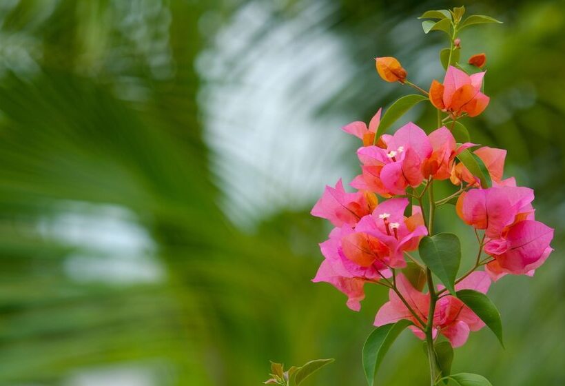 تختخواب و صبحانه Camp Akumal   Hosted Family Bungalows