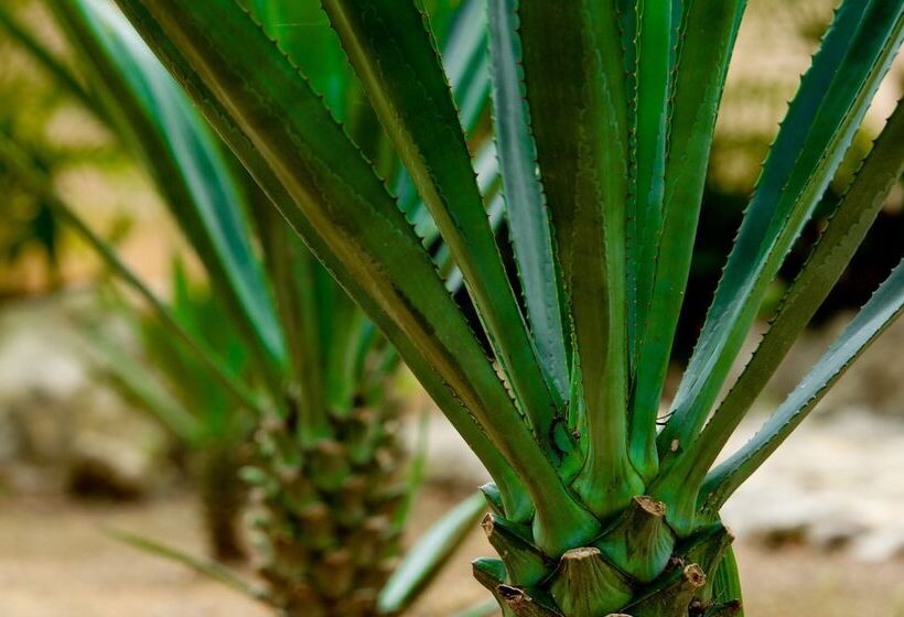 تختخواب و صبحانه Camp Akumal   Hosted Family Bungalows