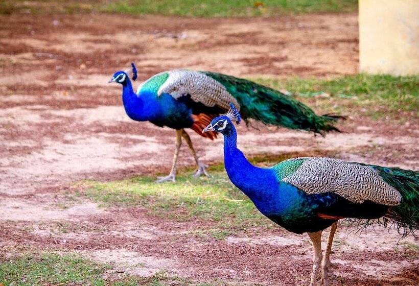 فندق Anuraag Villa