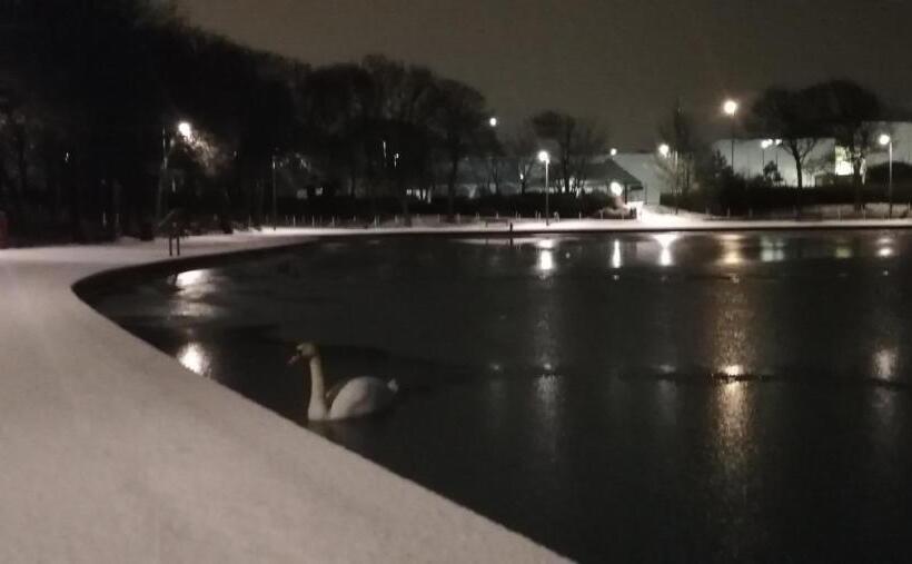 בית מלון כפרי Elmswood Guest House