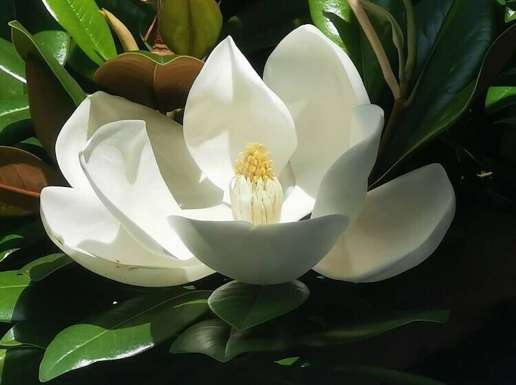 호텔 Little Dane Court