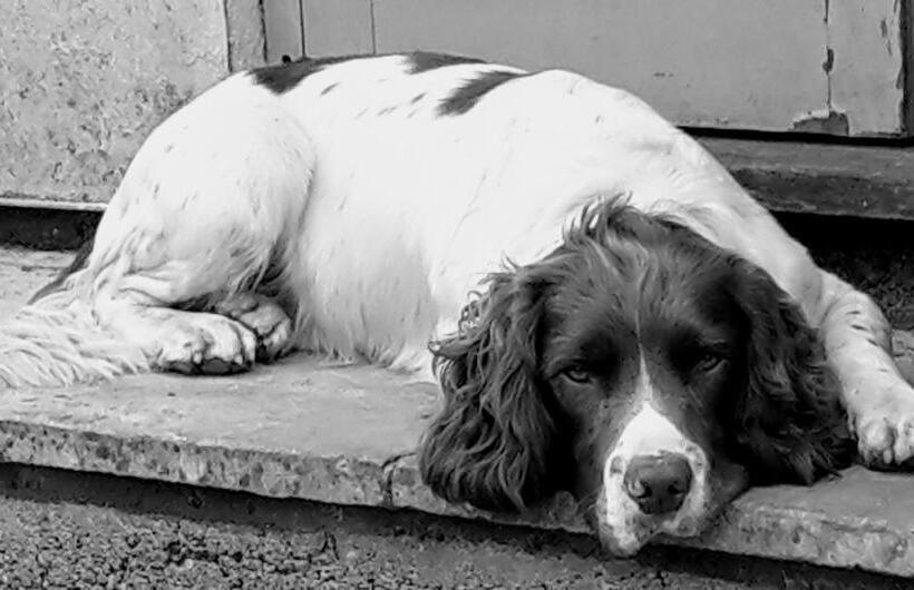 فندق The Five Dials Inn