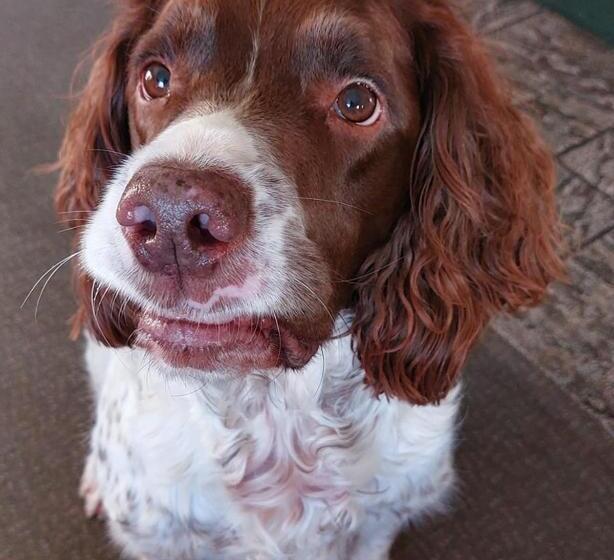 فندق The Five Dials Inn