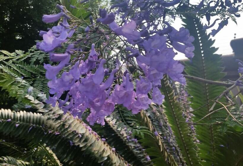 簡易ホテル Constantia Manor Guest House