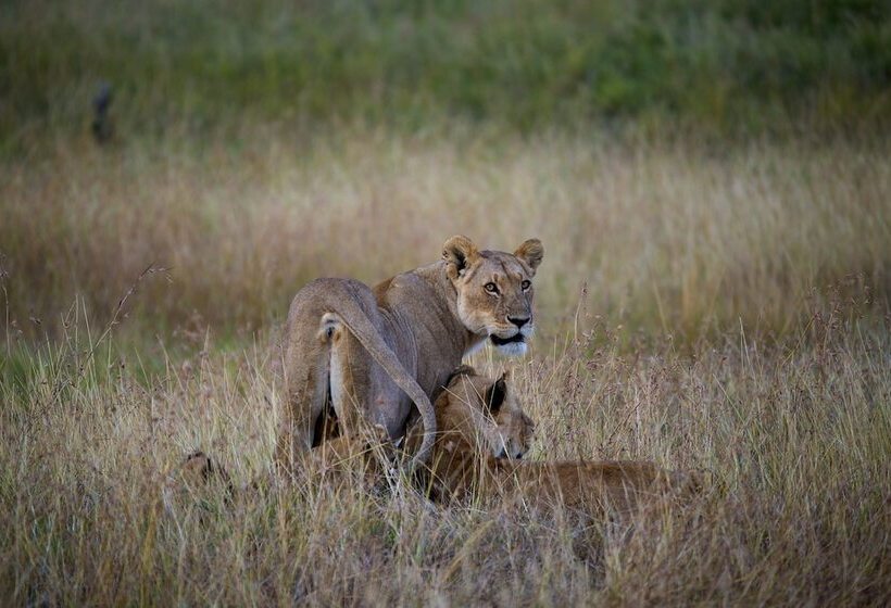 בית מלון כפרי Diamonds Dream Of Africa