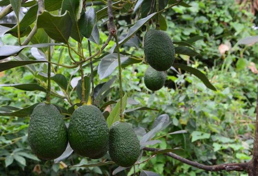 ホテル Neptune Ngorongoro Luxury Lodge   All Inclusive