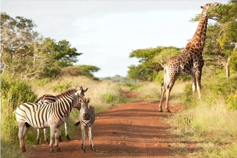 בית מלון כפרי Ubizane Wildlife Reserve