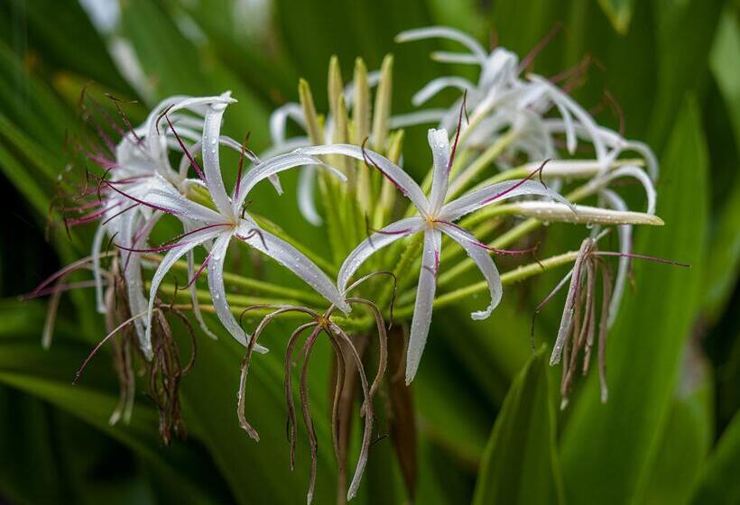 호텔 Zoi Beach House