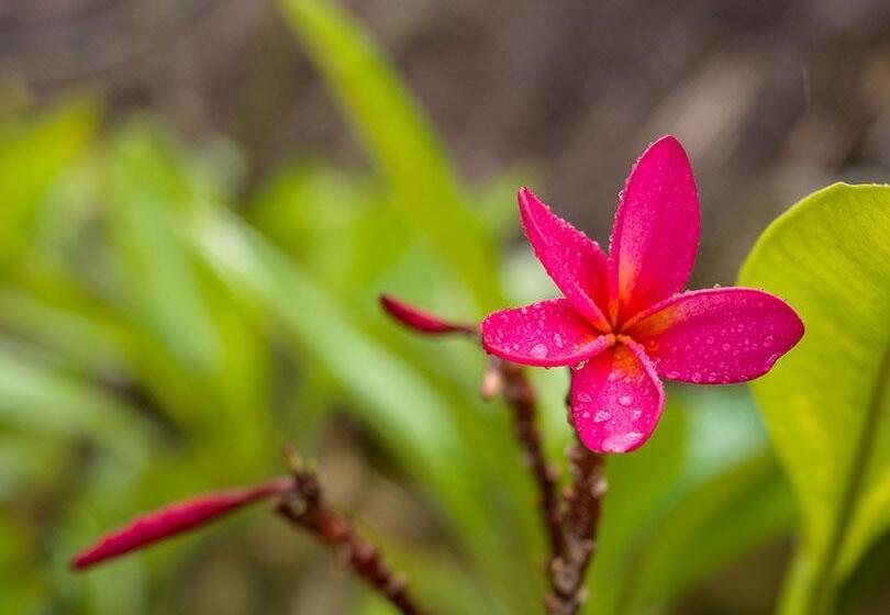 호텔 Zoi Beach House