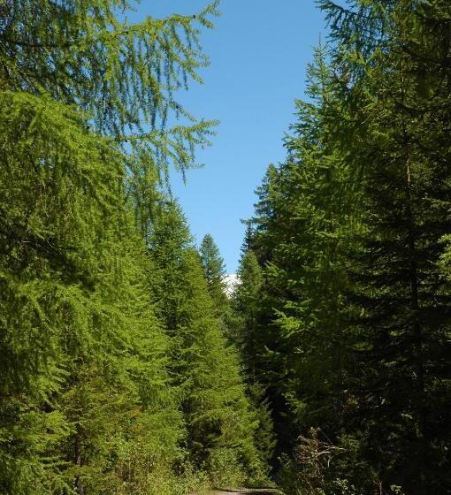 Отель Restaurant Walserhof