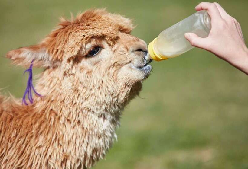 Las Casitas, A Belmond Hotel, Colca Canyon