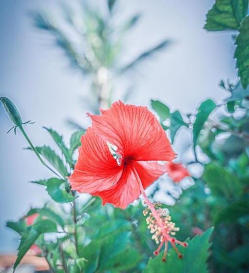 Ayla Praia Hotel Centro Porto Segur