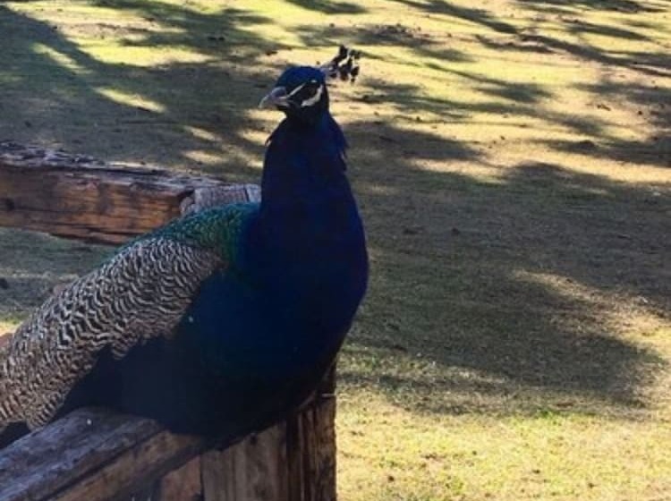 בית מלון כפרי Fazenda Pampas