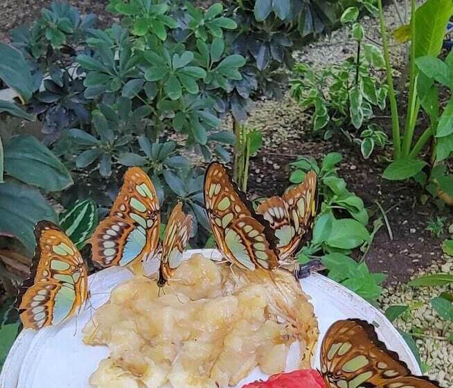 בית מלון כפרי Venus