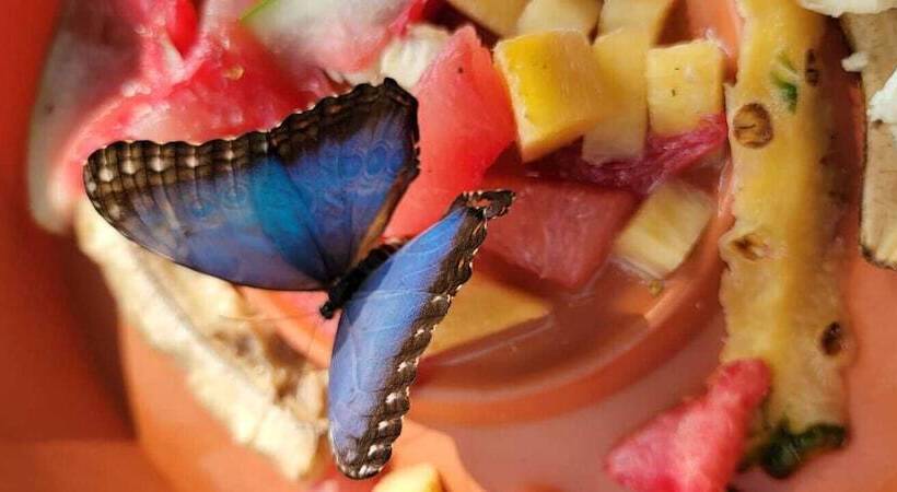 בית מלון כפרי Venus