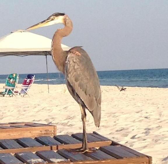 渡假胜地 Gulf Shores Plantation