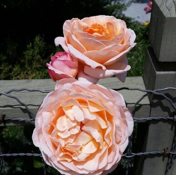 住宿加早餐  Hidden Oak Inn