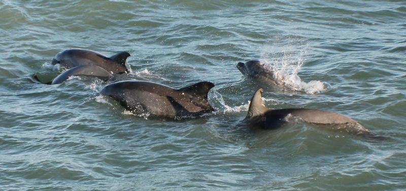 בית מלון כפרי Comfort Inn