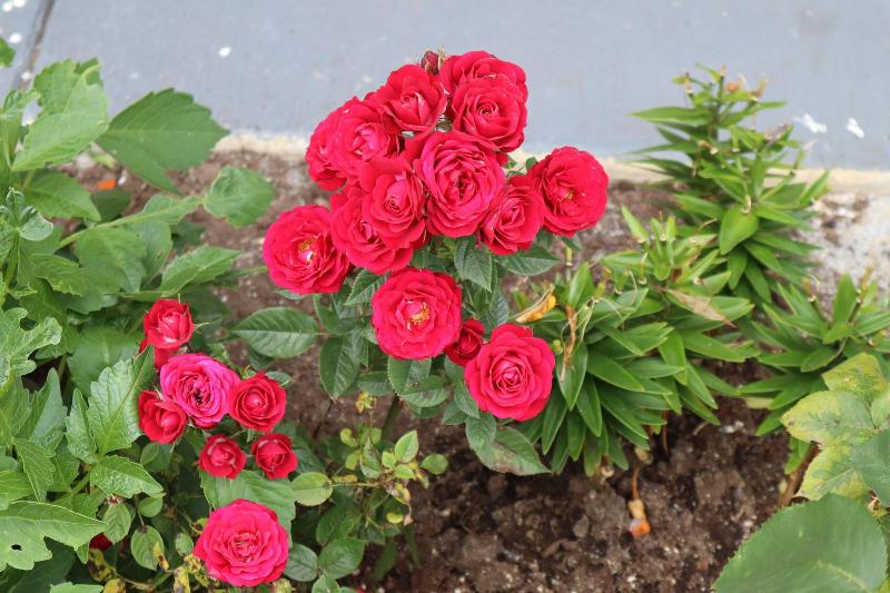 בית מלון כפרי Express Inn & Suites Eugene