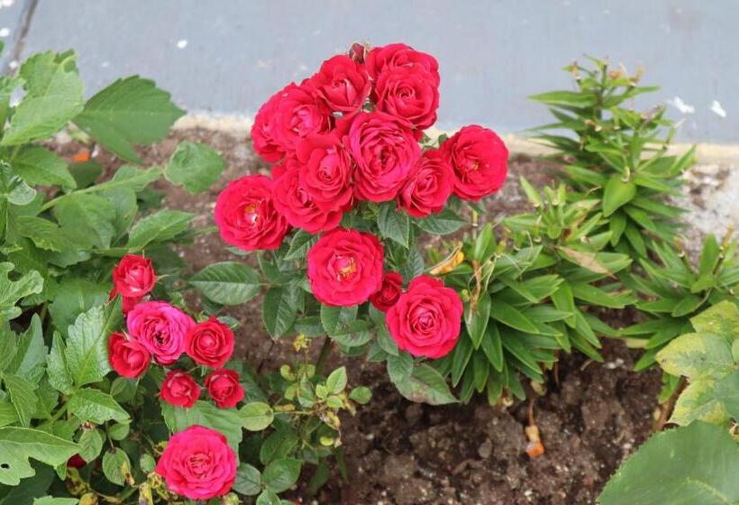 בית מלון כפרי Express Inn & Suites Eugene