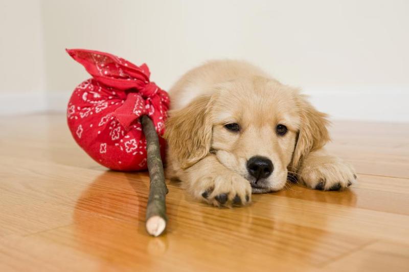 فندق Oxford Suites Silverdale