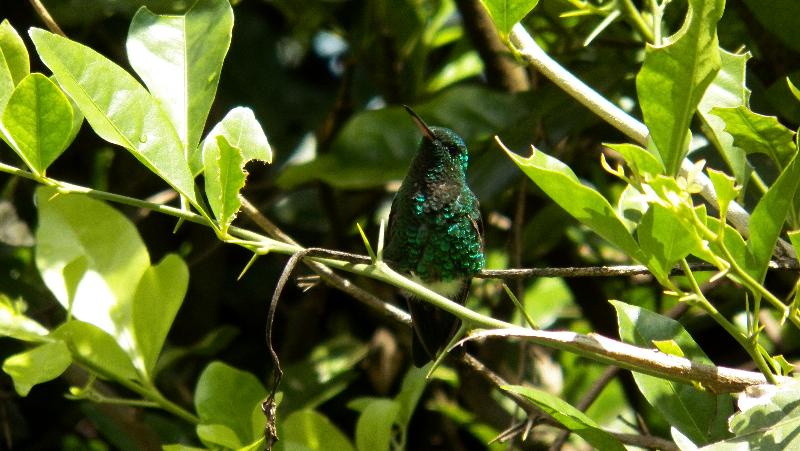 فندق Campestre Santa Monica Pance