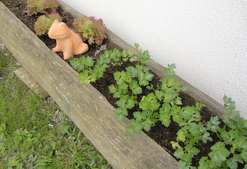 فندق Pension Traube