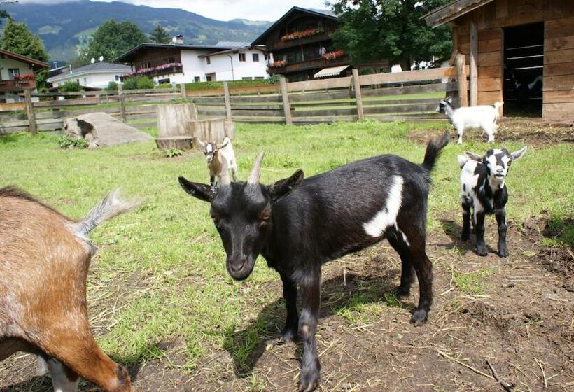 فندق Pension Traube