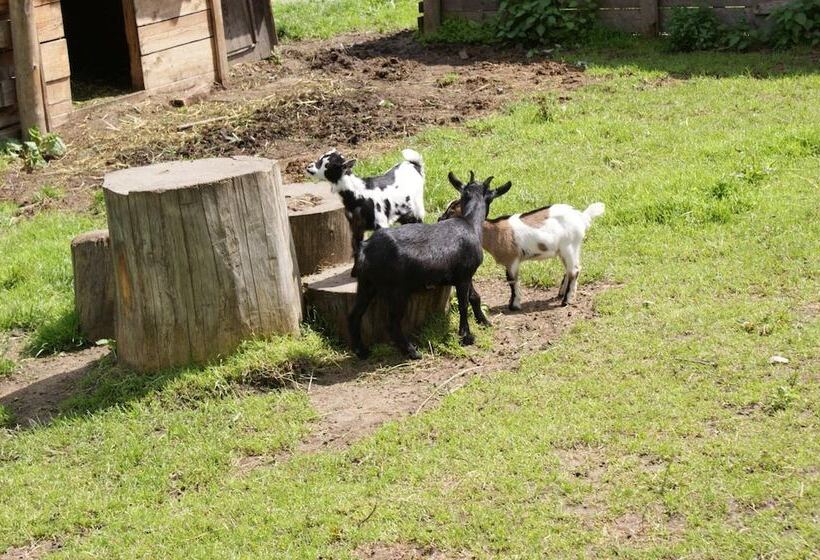 فندق Pension Traube