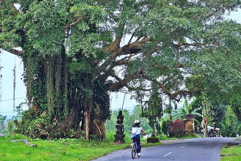 בית מלון כפרי Bagus Agro Pelaga