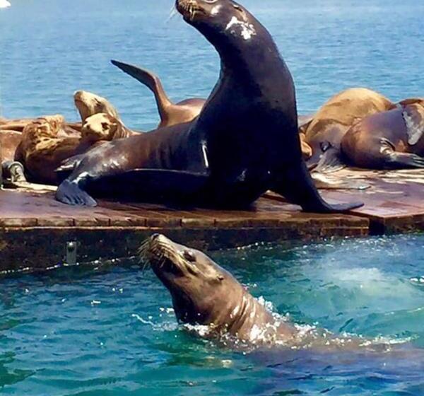 汽车旅馆  Central Coast Inn  Cayucos