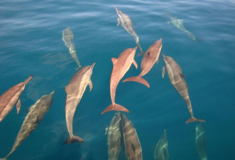 בית מלון כפרי Park Hyatt Maldives Hadahaa