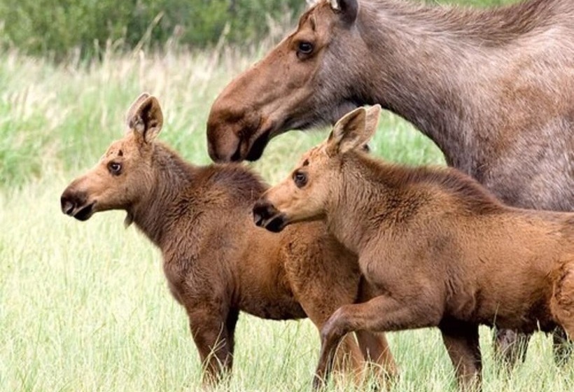 בית מלון כפרי Denali Park
