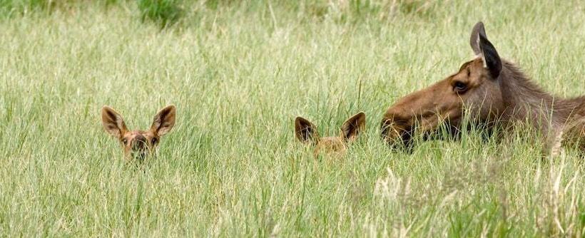 בית מלון כפרי Denali Park