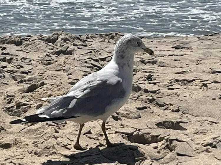 فندق The Ocean Colony Beach & Tennis Club