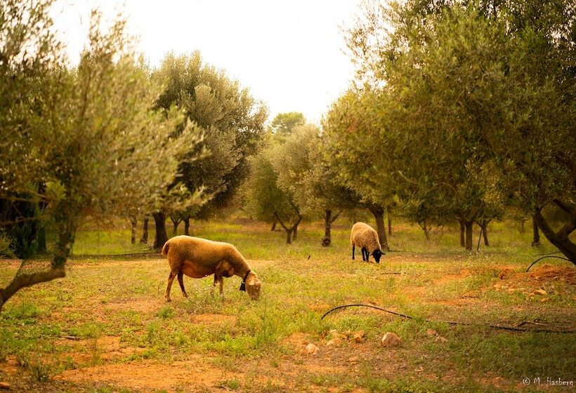 Agroturisme Son Barceló Mas