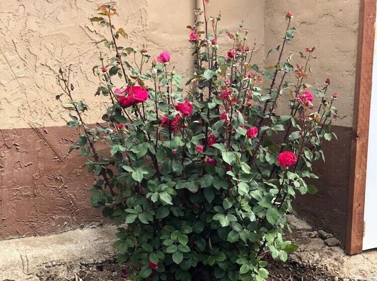 فندق Haven Inn Of Chico