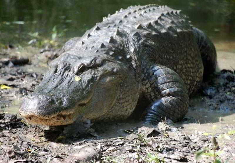 Towneplace Suites By Marriott Baton Rouge Gonzales