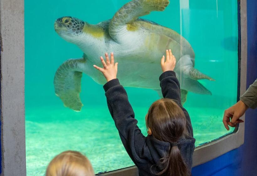 Holiday Inn Resort South Padre Island Beach Front, An Ihg