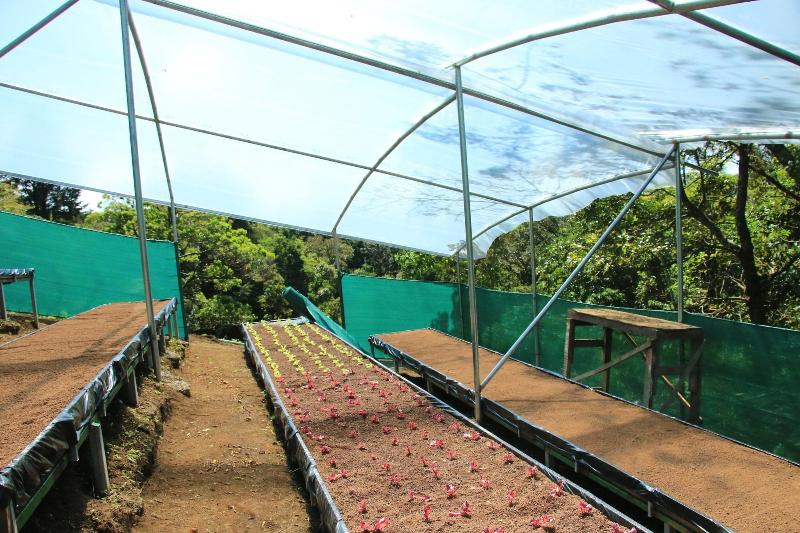 בית מלון כפרי Ficus Sunset Suites