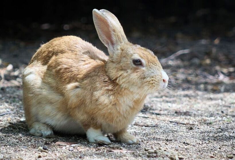 Hotel Tabist Setouchi No Yado Takehara Seaside